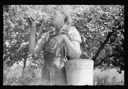 Migrant cherry picker berrien - picker,,