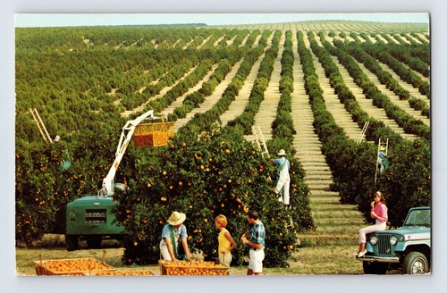 Postcard florida orange - postcard,