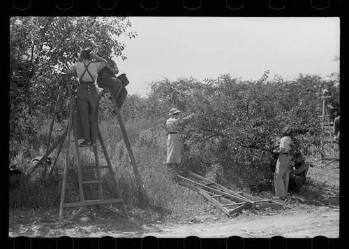 Cherry pickers getting off