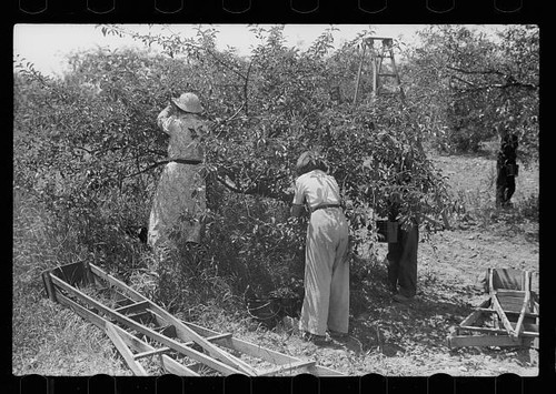 Cherry pickers getting - , off