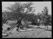 Orchard boss directing cherry