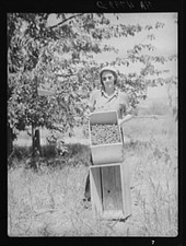 Photo:Cherry picker. Yakima