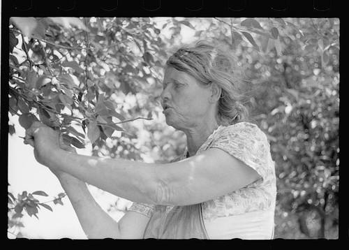 Migrant cherry picker berrien - picker,,